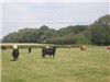 Cattle grazing near Golden Hill Farm.
