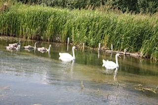 Swans on West Beck